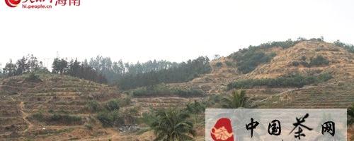 有关于乌石农场做大做强茶产业 开垦200亩新茶园的新闻