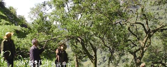 有关于纳雍：宋氏家族与姑箐茶叶的历史回响(图)的资讯