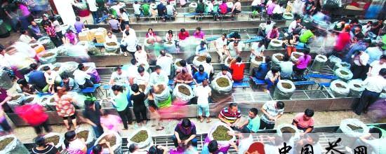 关于安溪铁观音秋茶采摘进入尾声，呈现产销两旺态势的资讯