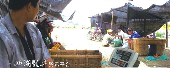 有关于日照秋茶采摘季接近尾声 红茶普洱茶迎来销售旺季的热门消息