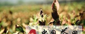 关于龙井茶树迎近十年不遇旱情的热门信息