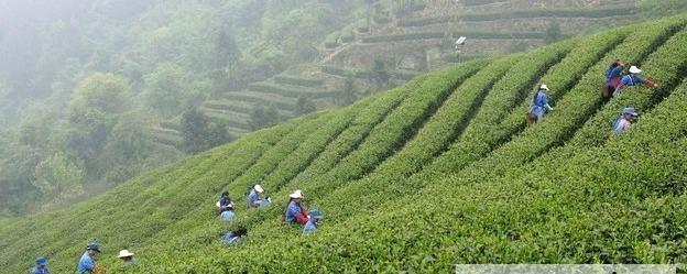 有关于焦聚：春茶即将上市，教你如何鉴别的最新资讯