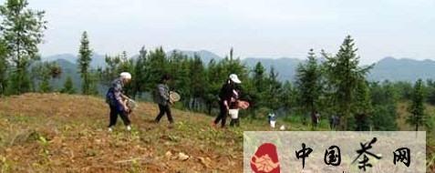 关于凤冈天桥乡荒山变茶园 致富有良方的新闻