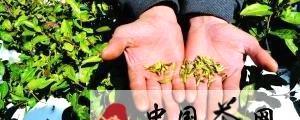 关于贵阳凝冻冻蔫一片早春茶 损失预计高达500万元的最新资讯