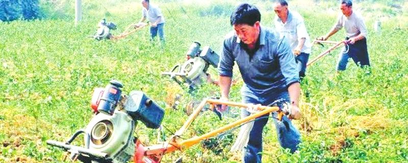 关于印江加强茶园管理的最新消息