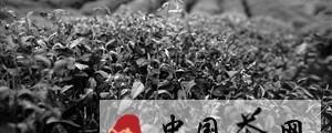 关于宁波部山区干旱显现 秋茶大幅减产的最新资讯