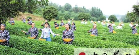 有关于长沙县金井镇将建长沙首个茶文化乐园的最新消息