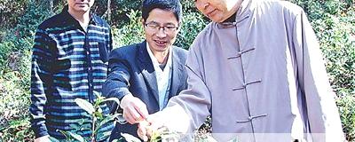 关于北京茶人要让顺昌郭岩山千株老茶“重见天日”的资讯