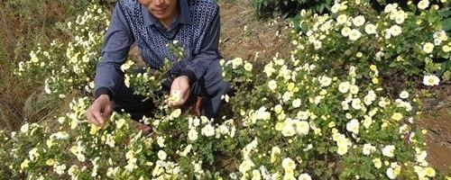 有关于隆回县瑶族乡村民种植浙江杭白菊致富的新闻