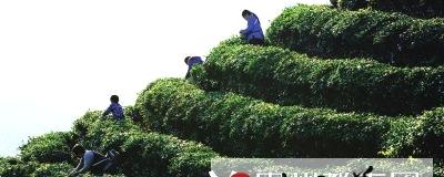 有关于茶界“奥斯卡” 贵州茶企双喜临门的消息