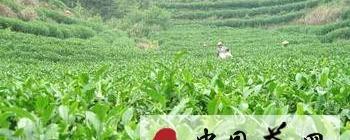 关于安溪铁观音的新闻