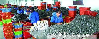 有关于今年前9月宁波出口茶叶货值比增30.0％(图)的热门新闻