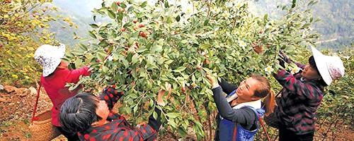 关于福安油茶喜获丰收的最新消息