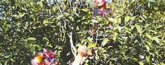 有关于台地普洱茶价格上涨不明显的消息