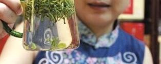 关于范云霞：一心为家乡茶品牌做嫁衣的最新资讯
