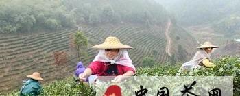 有关于茶农冒雨采摘春茶的热门新闻