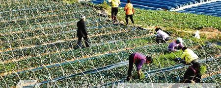 关于巴东溪丘湾乡新建100亩茶苗基地的最新信息