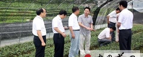 关于紫阳东木镇茶苗繁育基地初具规模的消息