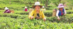 有关于云龙团结彝族乡茶农夏茶采摘忙的最新消息