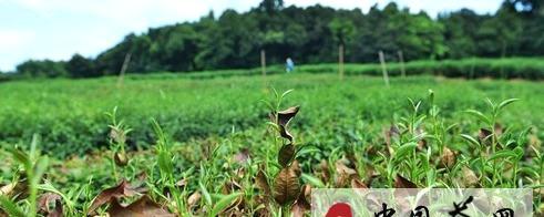 关于西湖龙井茶叶遭受十年不遇旱情的热门新闻