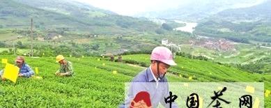 关于宁德蕉城区致力建设高优茶树品种生态茶园的最新资讯
