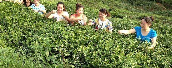 有关于陕西省茶企内调结构外拓市场应对高端茶市低迷的最新资讯