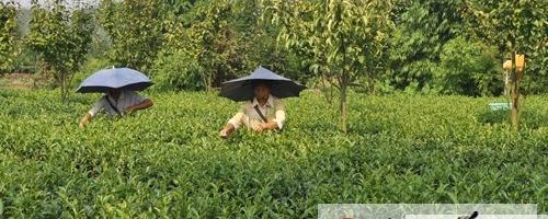 关于宜宾高县茶叶产值同比增长22.6%的新闻