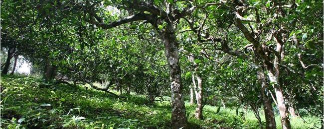 有关于2014年普洱茶行业的8大趋势的信息