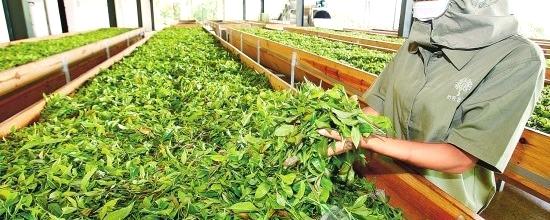 有关于云南春茶量增价涨质优 茶农春茶总收入达25.96亿元的最新消息