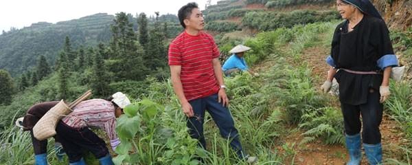 关于贵州榕江农民雷公山麓栽药种茶获得成功的资讯
