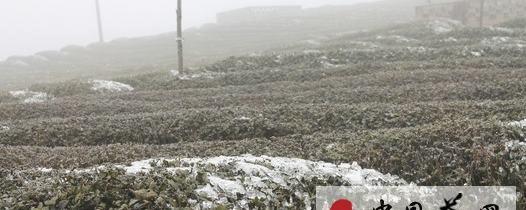 关于低温寒潮来袭导致印江春茶采摘推迟的热门新闻