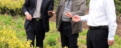 关于天台黄茶的“前生今世”的热门资讯