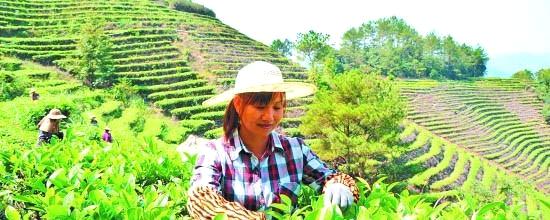 有关于永春县致力发展茶产业，帮助农民增收致富(图)的最新资讯