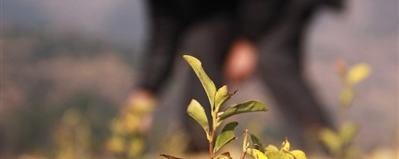 有关于南屏乡上杨村：种植黄茶第一村的最新资讯