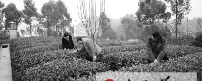 有关于犍为县计划三年建设高标准茶园的最新信息