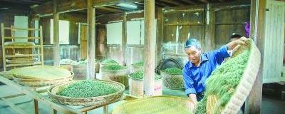 有关于“美丽中国·寻找福建最美茶乡”之福鼎行的热门新闻