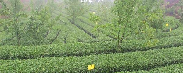 关于高县三年投资9278万元建2.9万亩扶贫茶园的最新消息