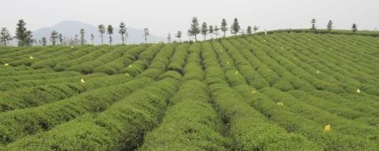 关于赤壁古镇羊楼洞欲复兴“老清茶”黑茶品牌的资讯