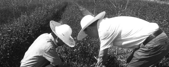 有关于茶叶大师现场“把脉”嵊州茶的新闻