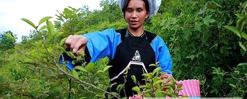 有关于坡柳娘娘茶彰显贞丰茶文化魅力的最新信息