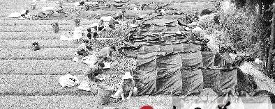 关于恩施龙凤镇因地制宜发展茶叶特色农业的资讯