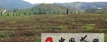 关于江西茶园普遍遭受旱灾 各地全力以赴抗旱救灾的最新资讯