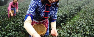 有关于峨眉高山早春茶提前开采 价格大幅上涨的消息