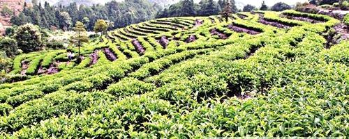 有关于莆田龟山茶园：皇家贡茶几经荒芜首收成(图)的热门资讯