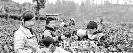 关于晴隆县春茶开采时间提前20天左右的热门新闻