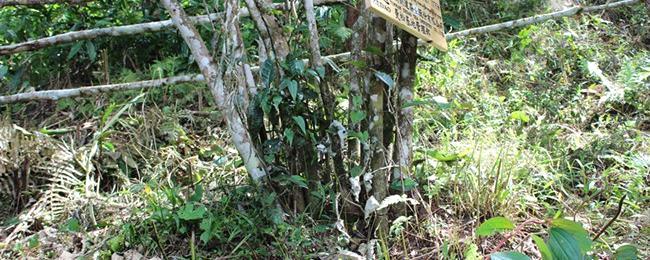 关于理解曼松贡茶 从稀有开始的热门消息