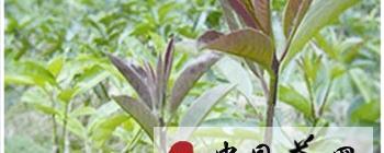 关于海南苦丁茶荣膺  茶饮中的“绿色黄金”的消息