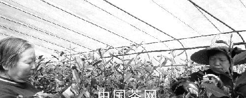 关于磐安“大棚茶叶”到底靠谱不靠谱？的热门资讯