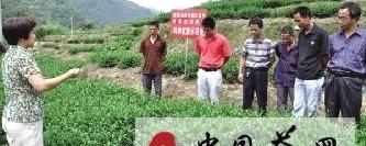 有关于泉州茶农上课备战秋茶的热门消息