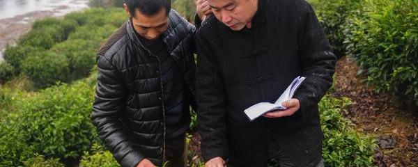 有关于郑孝和代表：优化投入结构 扶持茶产业健康发展的新闻